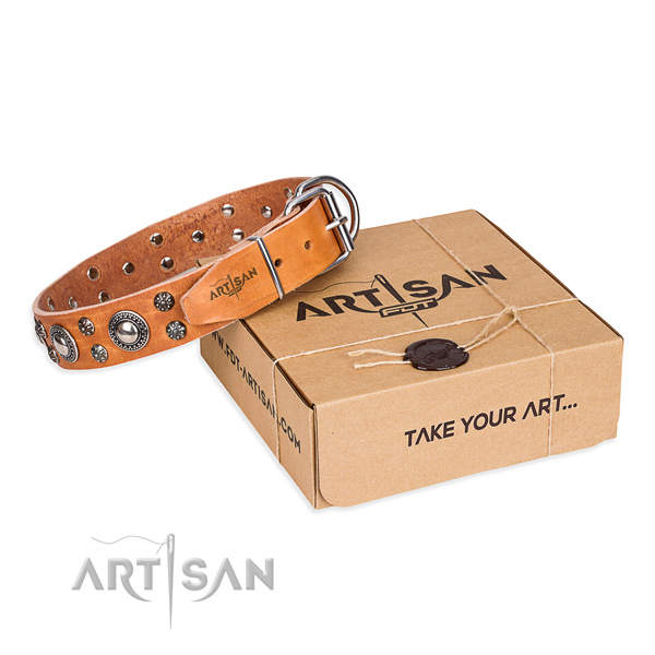 Fancy walking dog collar of durable full grain genuine leather with studs