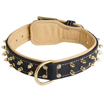 Leather Black Russian Terrier Collar Spiked Padded with Nappa Leather Adjustable 