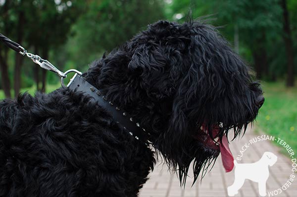 Black Russian Terrier collar decorated with 2 rows of nickel spikes