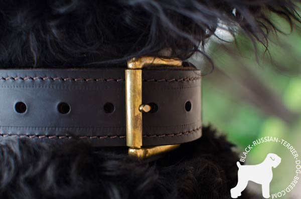 Black Russian Terrier collar with reliable brass buckle