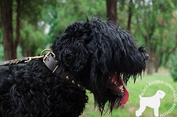 Black Russian Terrier collar with reliably fixed brass pyramids