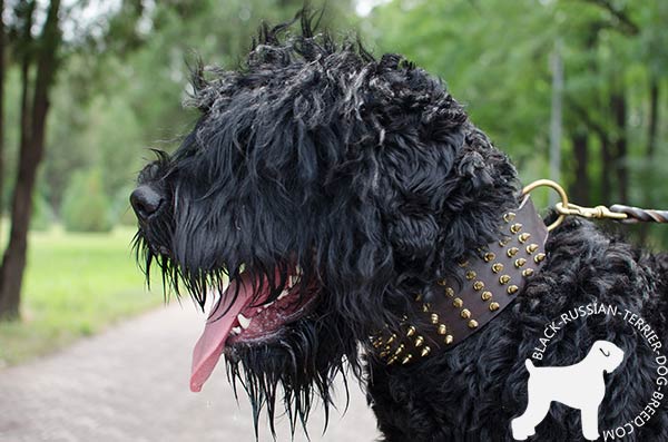 Black Russian Terrier leather collar decorated with brass spikes
