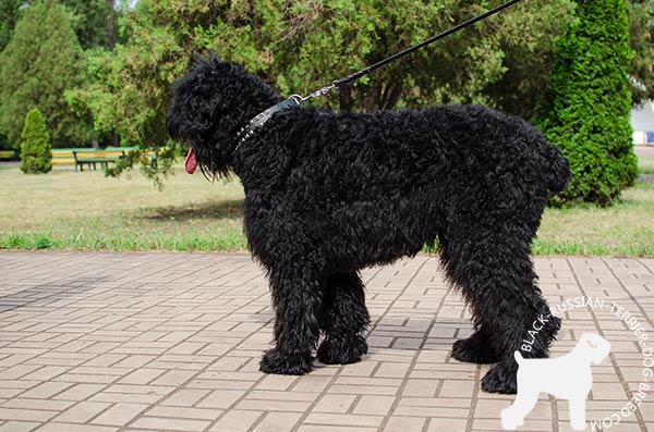 Chic design Black Russian Terrier collar