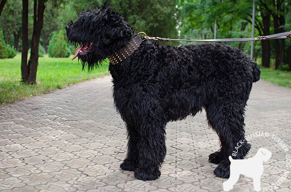 Convenient walking Black Russian Terrier wide leather collar