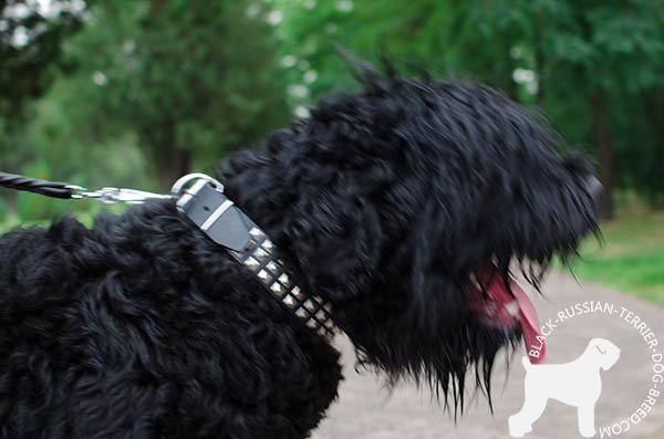 Decorated Black Russian Terrier collar for convenient walking