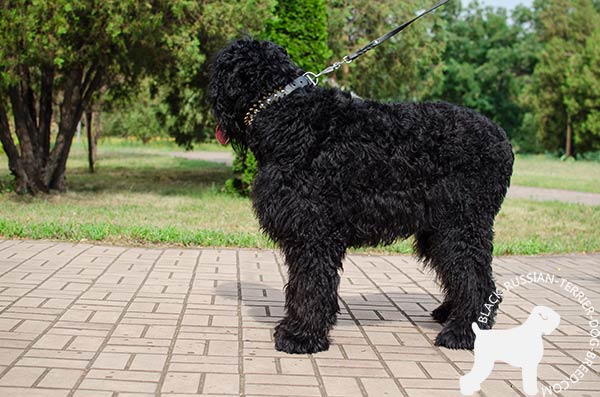 Black Russian Terrier genuine leather collar for daily stylish walking