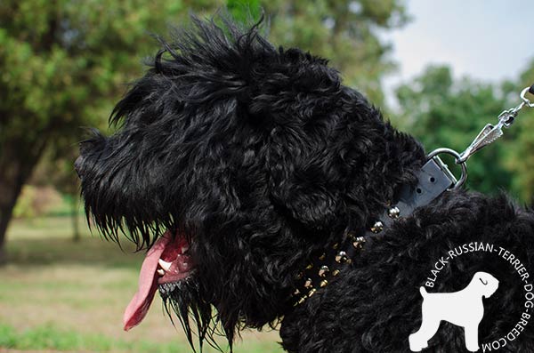 Dog-friendly Black Russian Terrier genuine leather collar