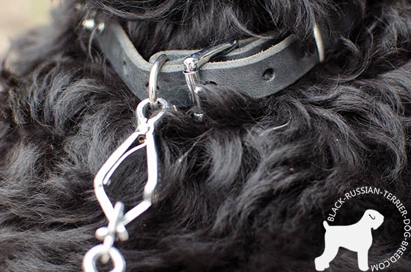 Black Russian Terrier genuine leather collar with durable hardware