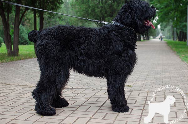 Durable Black Russian Terrier genuine leather collar