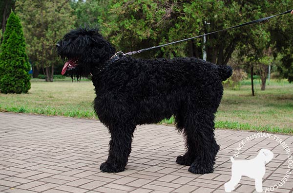Black Russian Terrier collar for easy handling