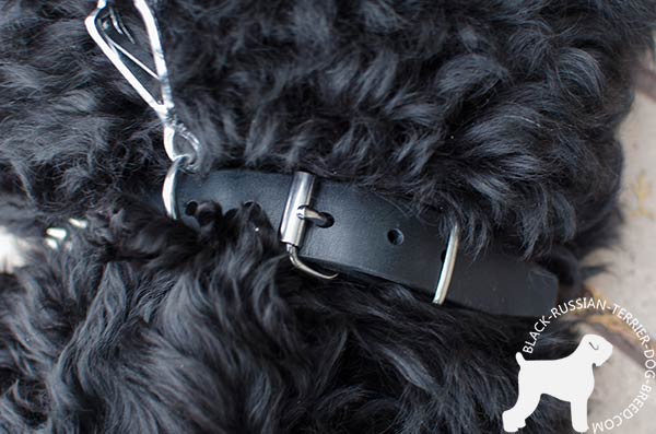 Black Russian Terrier collar with easy-to-fit unbreakable buckle