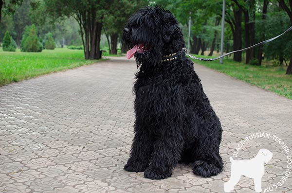 Effective training Black Russian Terrier leather collar