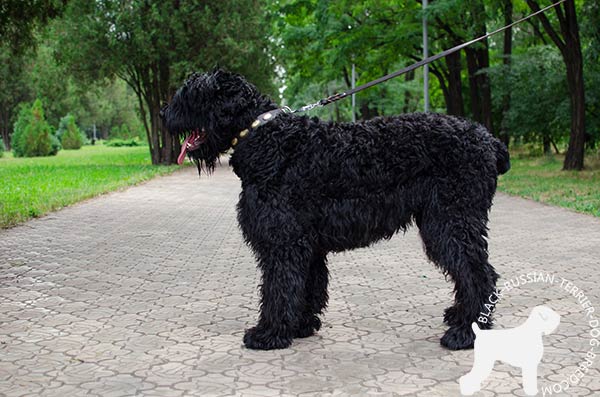 Black Russian Terrier elegant style natural leather collar