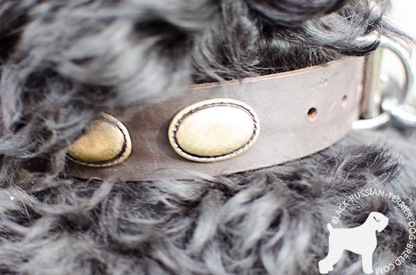 Black Russian Terrier leather collar with fixed plates