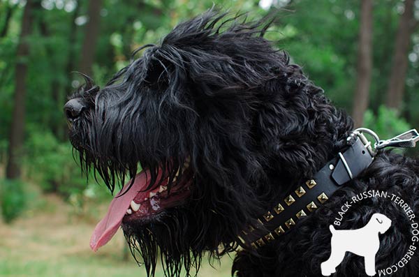 Hand-decorated leather collar for Black Russian Terrier