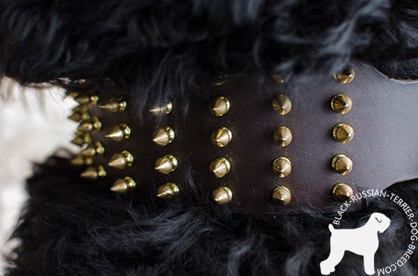 Black Russian Terrier genuine leather collar with manually set spikes