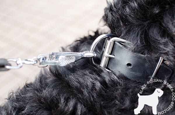 Black Russian Terrier collar with adjustable buckle