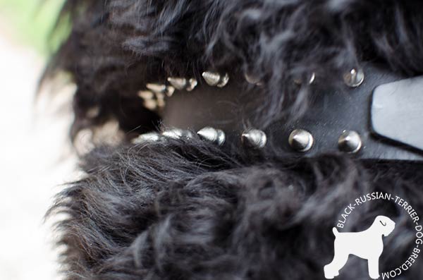 Black Russian Terrier collar with nickel-covered spikes