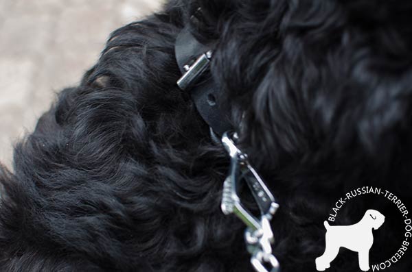 Black Russian Terrier leather collar with nickel-plated hardware