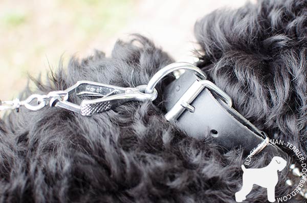 Black Russian Terrier reliable collar with non-rusting fittings