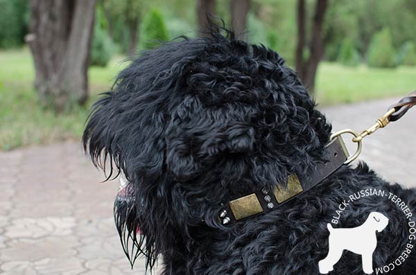 Black Russian Terrier leather collar with plates and spikes