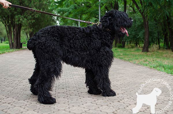 Black Russian Terrier pleasant genuine leather collar
