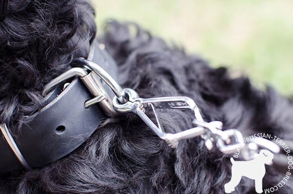 High-quality Black Russian Terrier collar with reliable fittings