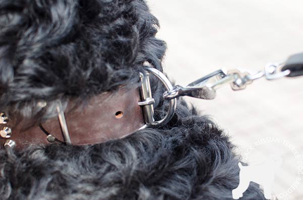 Black Russian Terrier collar with adjustable nickel buckle