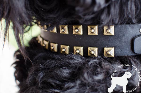 Black Russian Terrier strong leather collar with riveted brass studs