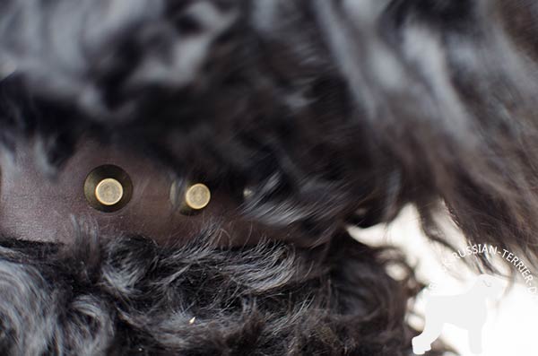 Black Russian Terrier collar with riveted brass pyramids