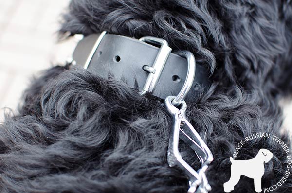 Black Russian Terrier natural leather collar with rust-free fittings