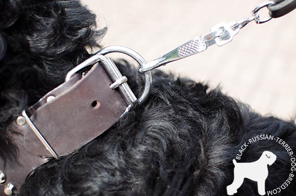 Black Russian Terrier collar with rustless nickel buckle