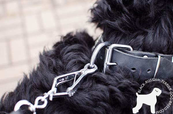 Black Russian Terrier collar with rustproof nickel fittings