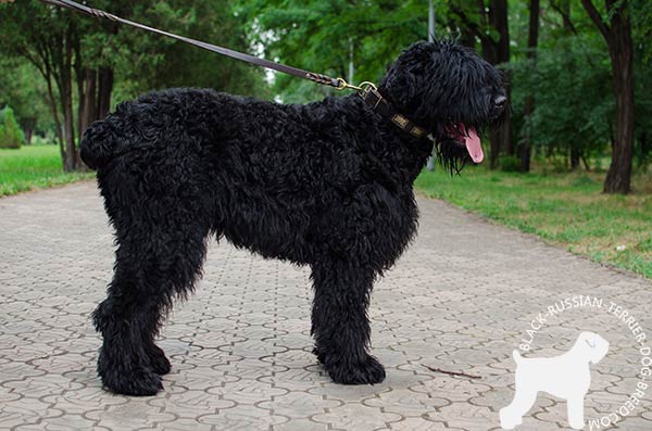 Safe Black Russian Terrier genuine leather walking collar