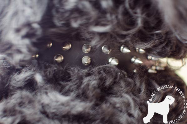 Black Russian Terrier collar with fixed nickel spikes