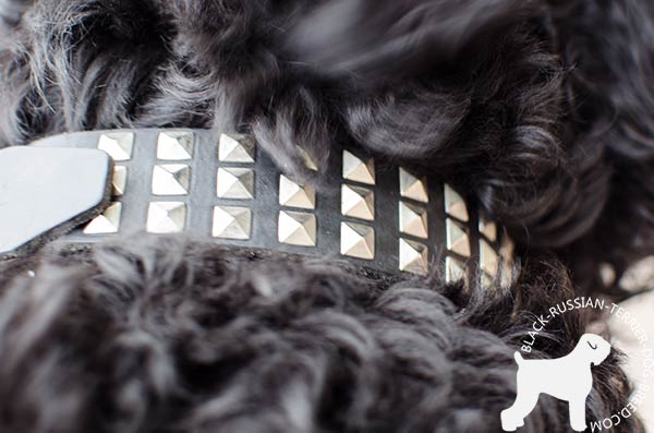 Black Russian Terrier collar with silvery square studs