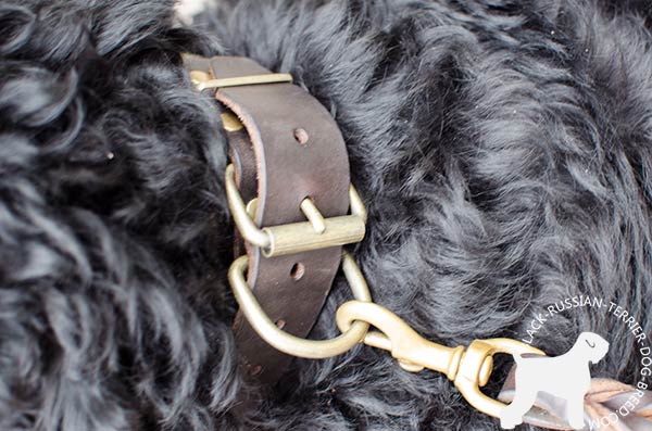 Black Russian Terrier collar with standard buckle