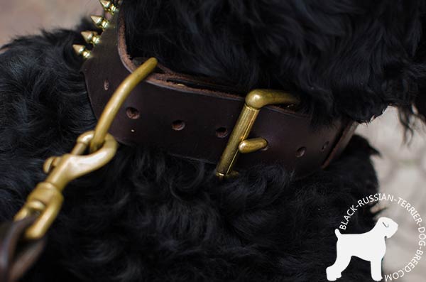 Black Russian Terrier collar with steadfast fittings