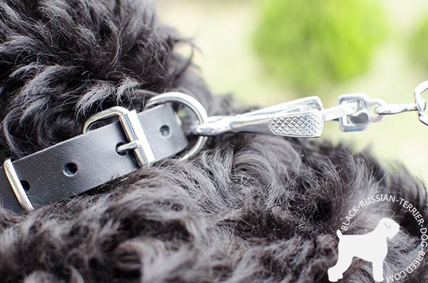 Black Russian Terrier collar with strong nickel hardware