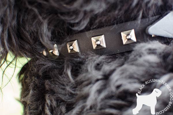 Black Russian Terrier collar with nickel studs set in 1 row