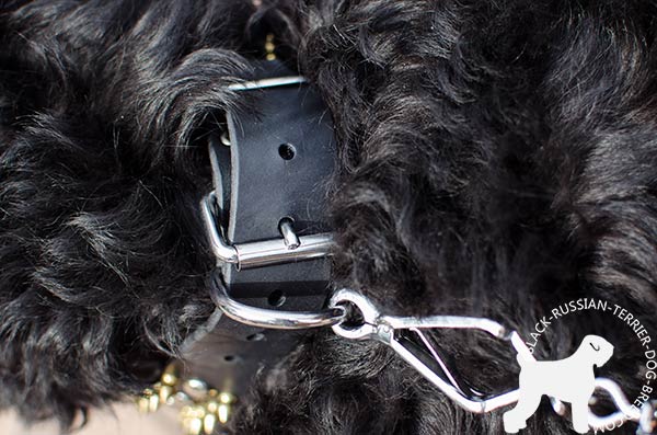 Black Russian Terrier collar with trustworthy adjustable buckle