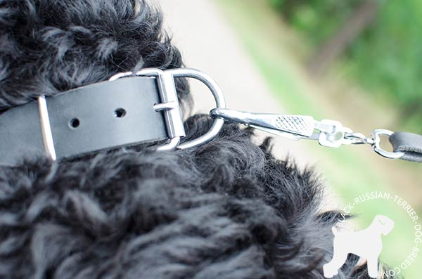 Black Russian Terrier collar with strong nickel hardware