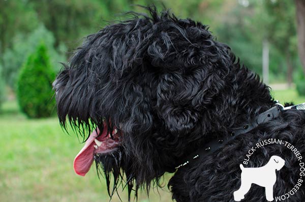 Uniquely designed Black Russian Terrier collar