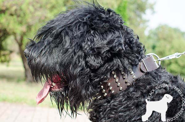 Black Russian Terrier leather collar with spikes and studs