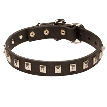 Black Russian Terrier Walking   Leather Collar with Studs