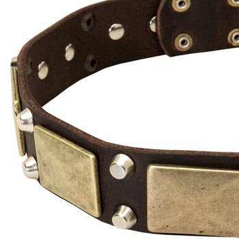 Leather Black Russian Terrier Collar with Nickel Studs