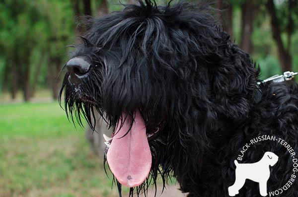 Black Russian Terrier black leather collar of high quality with nickel plated fittings for daily walks