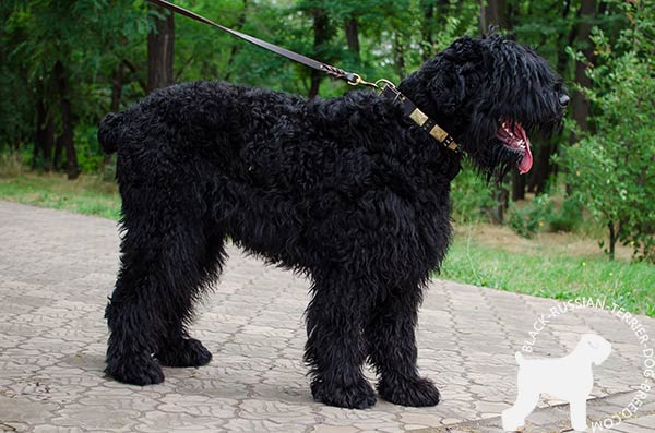 Black Russian Terrier leather collar of high quality with d-ring for leash attachment for any activity