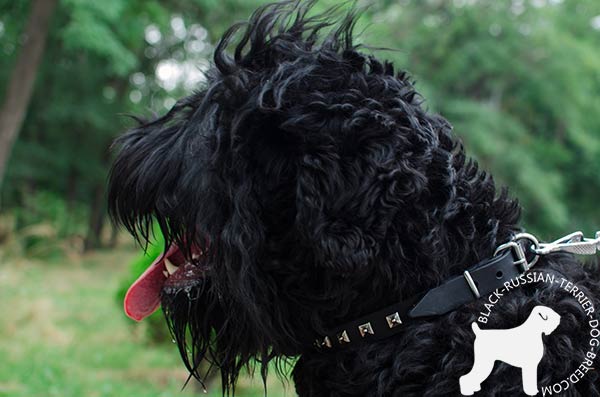 Black Russian Terrier leather collar with durable hardware for better comfort