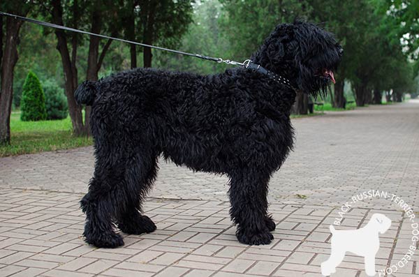 Black Russian Terrier black leather collar with corrosion resistant hardware for professional use